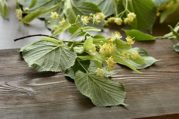 Ramo de linden florescimento em fundo de madeira, moinho de tilia cordata — Fotografia de Stock