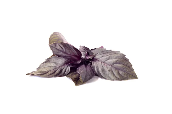 Paarse basilicum — Stockfoto