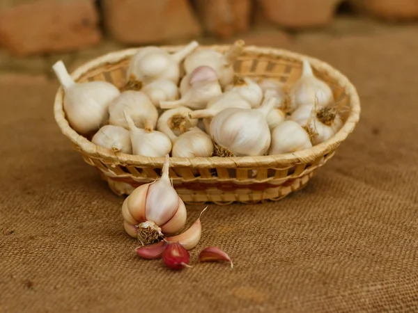 En korg med garlics — Stockfoto