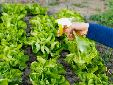 podlewanie łóżko sałatka