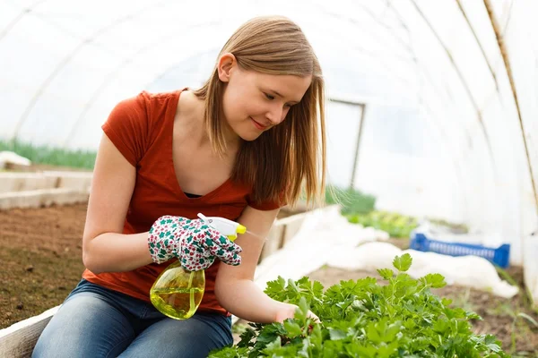 Gardening Work at the Glasshouse — Stock Photo, Image