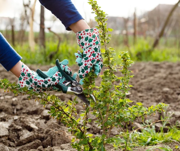 Bush Pruning — Stock Photo, Image