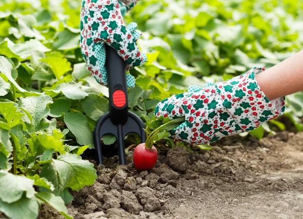 Radish Harvest — Stock Photo, Image