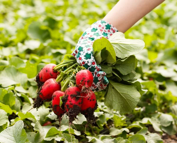 A Bunch of Healthy Radish — Stock Photo, Image