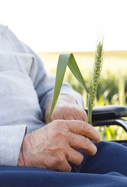 New Life in Old Hands — Stock Photo, Image