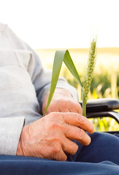 New Life in Old Hands — Stock Photo, Image