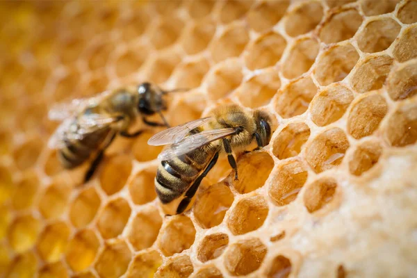 Makró fénykép dolgozó méhekről mézelő fésűkön. Méhészeti és méztermelési arculat — Stock Fotó
