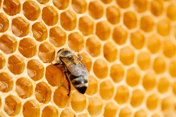 Macro foto de abelhas trabalhando em favos de mel. Imagem de apicultura e produção de mel — Fotografia de Stock