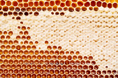 Balmumu bal kovanının arka plan dokusu ve deseni altın bal dolu bir arı kovanına ait.