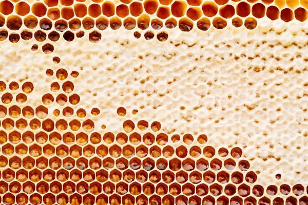 Balmumu bal kovanının arka plan dokusu ve deseni altın bal dolu bir arı kovanına ait.
