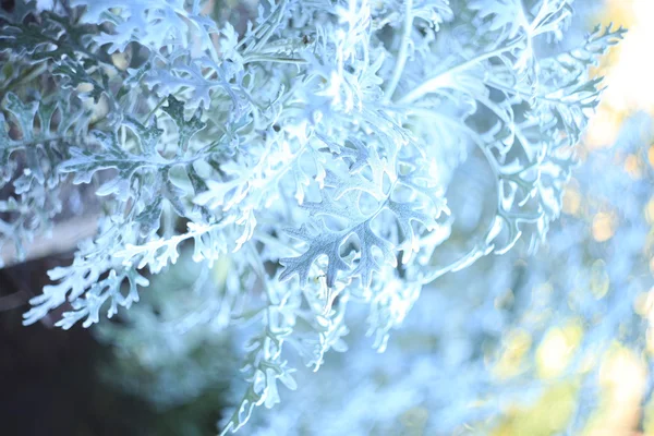 Foliage — Stock Photo, Image