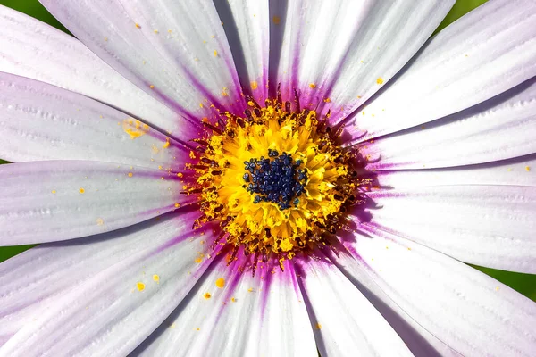 Beautiful Daisy Osteospermum Violet Flower Yellow Heart — Stock Photo, Image