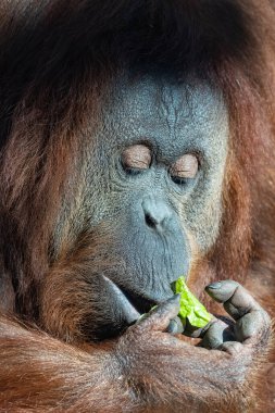 An orangutan female eating salad, portrait clipart