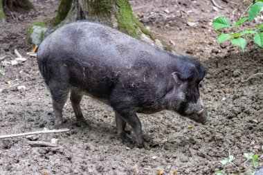 Çamurda yaban domuzu, portre