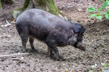 Çamurda yaban domuzu, portre