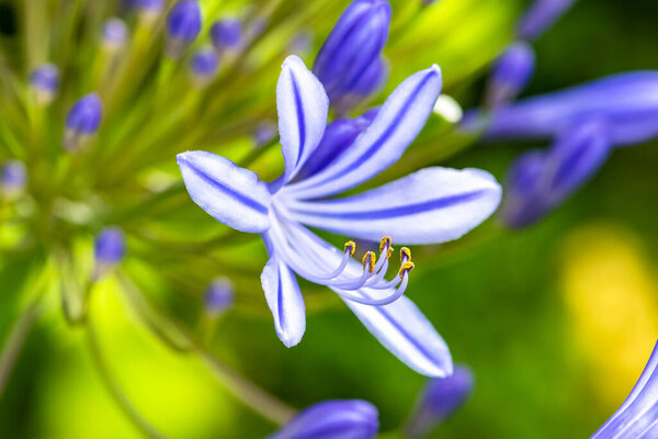 A close-up agapanthe petal, beautiful blue flower in summer