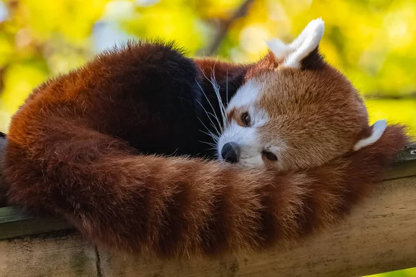 Ein Roter Panda Ailurus Fulgens Schläft Auf Einem Bambus — Stockfoto