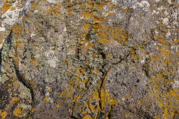Granit Sten Med Lavar Strand Bretagne Naturlig Bakgrund — Stockfoto