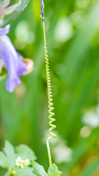 Bryonia alba, tendril of the plant, beautiful background