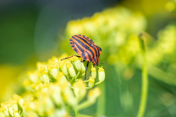 Полосатый Жук Graphosoma Italicum Разноцветное Насекомое Стебле Фенхеля — стоковое фото