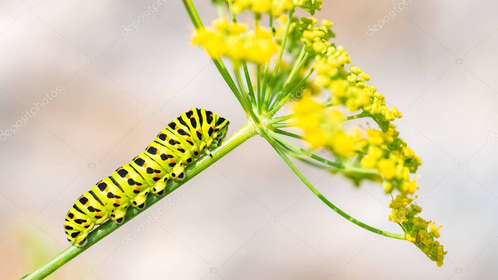 Caterpillar of an old world swallowtail, Papilio machaon on a fennel stem