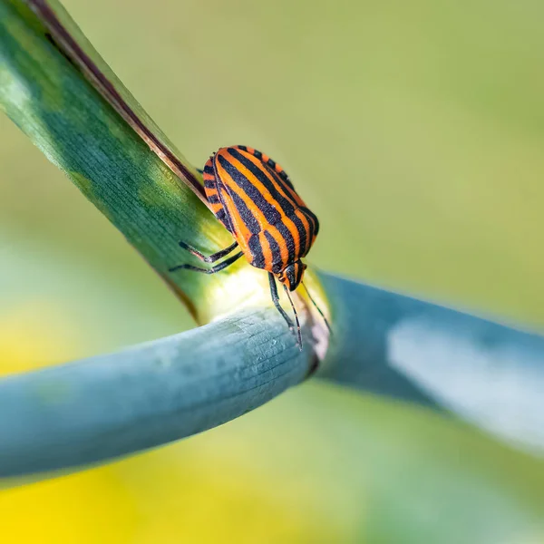 Полосатый Жук Graphosoma Italicum Разноцветное Насекомое Стебле Фенхеля — стоковое фото