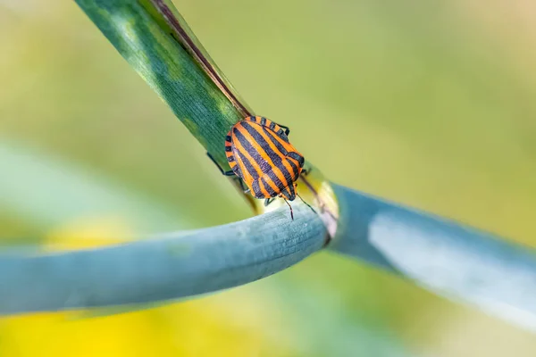 Çizgili Böcek Graphosoma Italicum Rezene Sapında Renkli Böcek — Stok fotoğraf