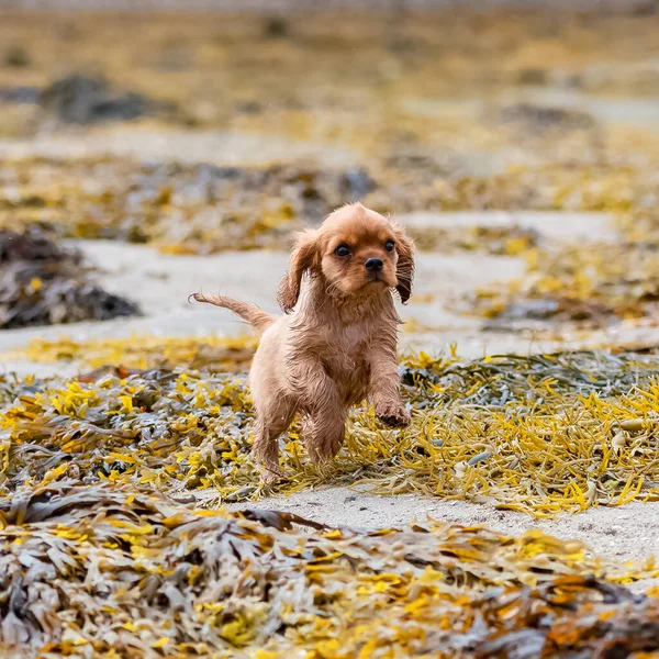 Pes Kavalír Král Karel Rubínové Štěně Běží Pláži — Stock fotografie