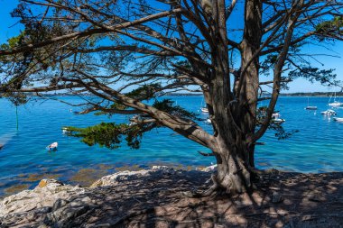 Brittany, Morbihan Körfezi 'ndeki Ile aux Moines adası. Yazın kökleri büyük bir çam ağacı olan güzel bir manzara.