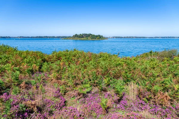 Ile Aux Moines Dans Golfe Morbihan Bruyère Fleurs Fougère Sur — Photo