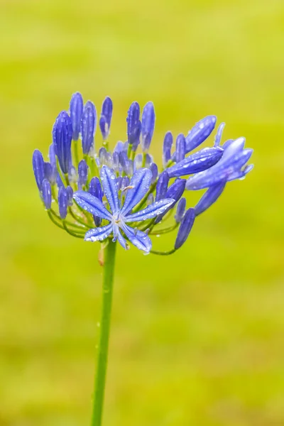 Una Flor Agapanthe Primer Plano Hermosa Planta Azul Verano Después —  Fotos de Stock