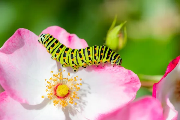 Oruga Una Cola Golondrina Del Viejo Mundo Papilio Machaon Una —  Fotos de Stock