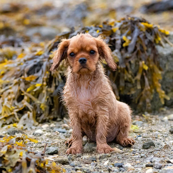 Cane Cavaliere Carlo Cucciolo Rubino Bagnato Seduto Sulla Spiaggia Dopo — Foto Stock