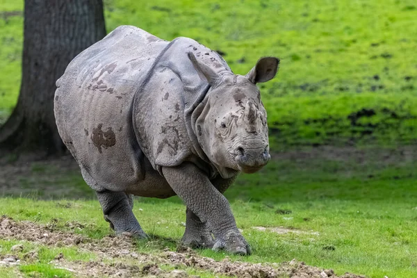 Носорог Ходит Саванне Красивое Животное — стоковое фото