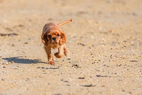 Chien Cavalier Roi Charles Chiot Rubis Courant Sur Plage — Photo