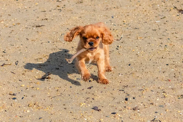 一只狗 一只红宝石小狗 在海滩上奔跑 — 图库照片