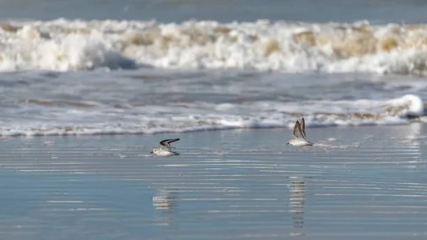 Sanderlings Aves Marinas Volando Playa Bajo Las Olas — Foto de Stock