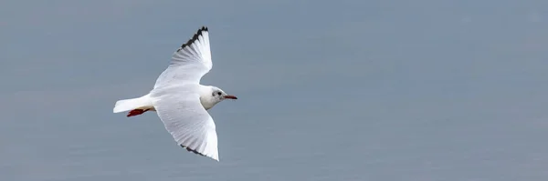 Mewa Latająca Bretanii Mewa Czarnogłowa Larus Ridibundus Zimie — Zdjęcie stockowe