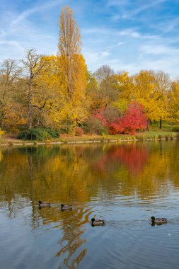 Mallard ördekleri, sonbaharda Vincennes gölünde yüzen kuşlar, ağaçların yansıması.