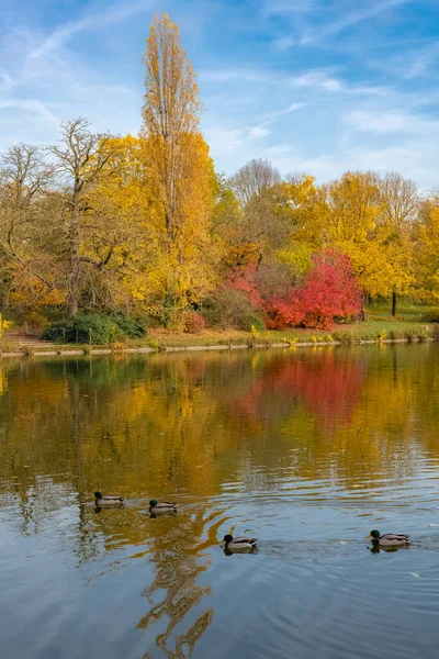 Mallard ördekleri, sonbaharda Vincennes gölünde yüzen kuşlar, ağaçların yansıması.