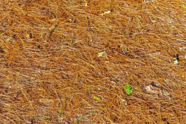 Çam iğneleri sonbaharda yere düştü, renkli arka plan