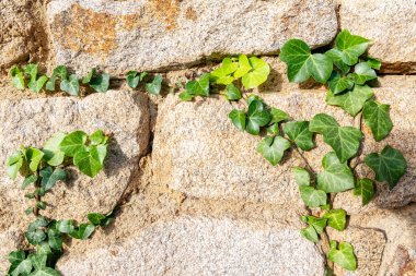 Sarmaşık taştan bir duvarda büyüyor, yeşillik arka planda.