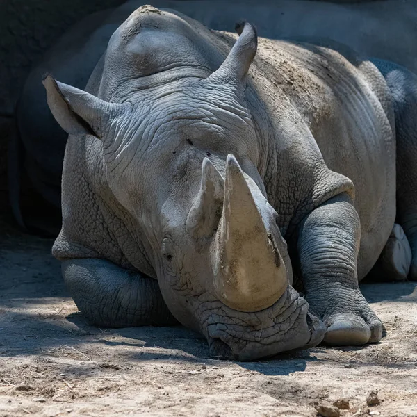 Baby Rhinoceros Lying His Mother — Stock Photo, Image