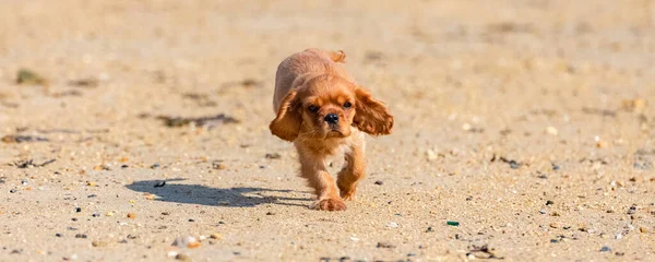 Cão Cavaleiro Rei Charles Cachorro Rubi Correndo Praia — Fotografia de Stock