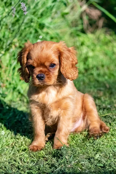 Perro Caballero Rey Charles Lindo Cachorro Sentado Jardín — Foto de Stock