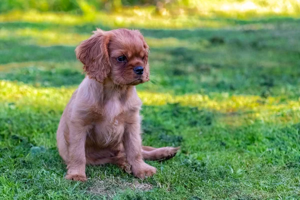 Dog Cavalier King Charles Cute Puppy Sitting Garden — Stockfoto