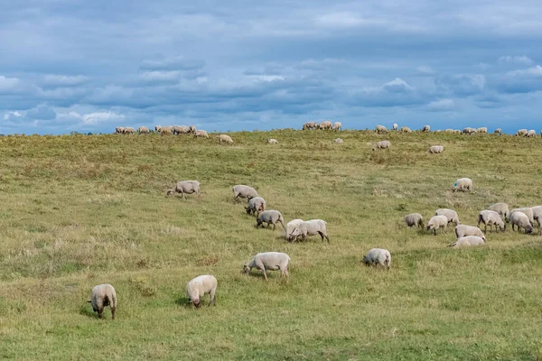 ノルマンディーのアゴン コートインビルの美しい風景 ポイント ダゴン 湿原の羊 — ストック写真