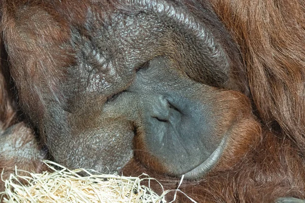 Uma Fêmea Orangotango Retrato Cabeça — Fotografia de Stock