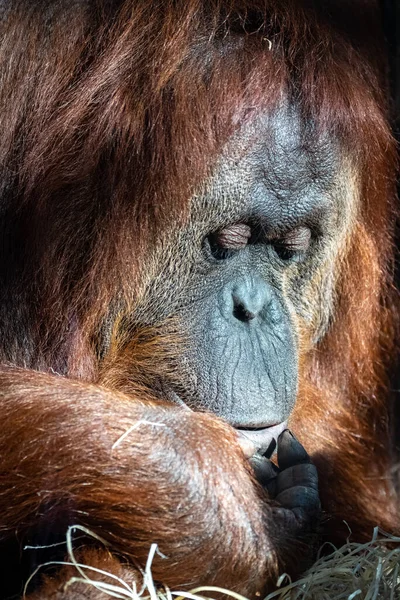 Une Femme Orang Outan Portrait Tête — Photo