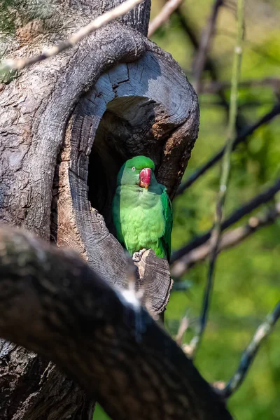 Alexandrine Parakeet Psittacula Eupatria Colorful Bird Hole Tree — Stockfoto